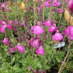 Salvia microphylla 'Heatwave Sparkle'