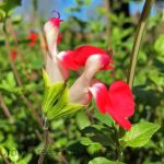Salvia microphylla 'Hot Lips'