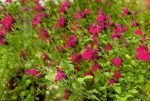 Salvia microphylla 'Killer Cranberry'
