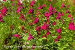Salvia microphylla 'Killer Cranberry' - Image 2