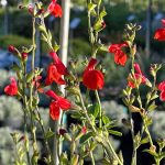 Salvia microphylla 'Royal Bumble'