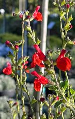 Salvia microphylla 'Royal Bumble' - Image 2