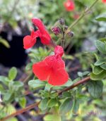 Salvia microphylla 'Royal Bumble' - Image 3