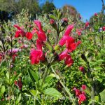 Salvia microphylla 'Royal Bumble' - Image 5