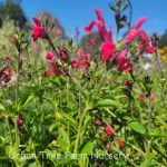 Salvia microphylla 'Royal Bumble' - Image 6