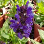 Salvia nemorosa 'Blue Marvel'