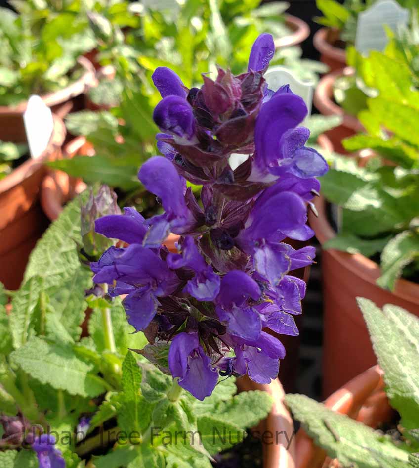 Salvia-nemorosa-Blue-Marvel-a Salvia nemorosa 'Blue Marvel' - Image 1