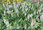 Salvia nemorosa 'Lyrical White'