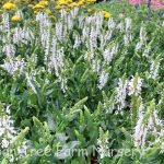 Salvia nemorosa 'Lyrical White'