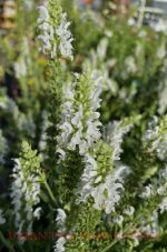 Salvia nemorosa 'Lyrical White' - Image 2