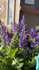 Salvia nemorosa 'Marcus'