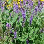 Salvia nemorosa 'May Night'