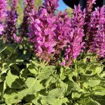 Salvia nemorosa 'Rose Marvel'