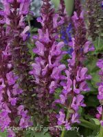 Salvia nemorosa 'Rose Marvel' - Image 2