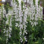Salvia nemorosa 'Snow Hill'
