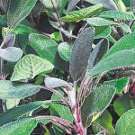 Salvia officinalis 'Purpurea'
