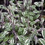 Salvia officinalis 'Silver Sabre'