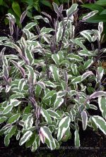 Salvia officinalis 'Silver Sabre'