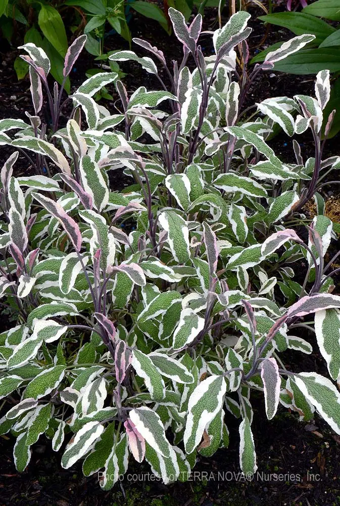 Salvia officinalis 'Silver Sabre' | Urban Tree Farm Nursery Salvia officinalis 'Silver Sabre' | Urban Tree Farm Nursery