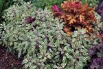Salvia officinalis 'Silver Sabre' - Image 2