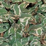 Salvia officinalis 'Triclor'