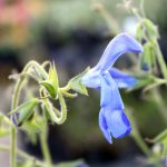 Salvia patens