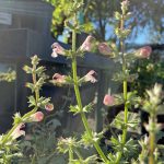 Salvia taraxacifolia
