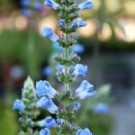Salvia uliginosa