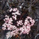 Sambucus nigra 'Black Lace'