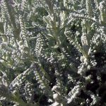 Santolina chamaecyparis/incana 'Nana'