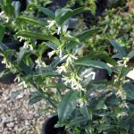 Sarcococca rusifolia