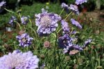 Scabiosa columbaria 'Harlequin Blue'