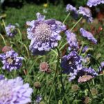 Scabiosa columbaria 'Harlequin Blue'