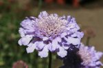 Scabiosa columbaria 'Harlequin Blue' - Image 2