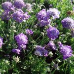 Scabiosa columbaria 'Mariposa Violet'