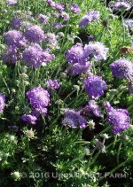 Scabiosa columbaria 'Mariposa Violet'
