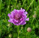 Scabiosa columbaria 'Vivid Violet'