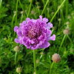 Scabiosa columbaria 'Vivid Violet'