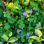 Scaevola 'Mauve Clusters'