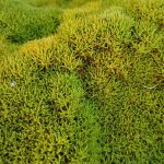 Scleranthus biflorus