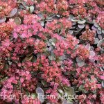 Sedum 'SUNSPARKLER Blue Elf'