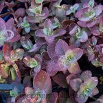Sedum 'SUNSPARKLER Cherry Tart'