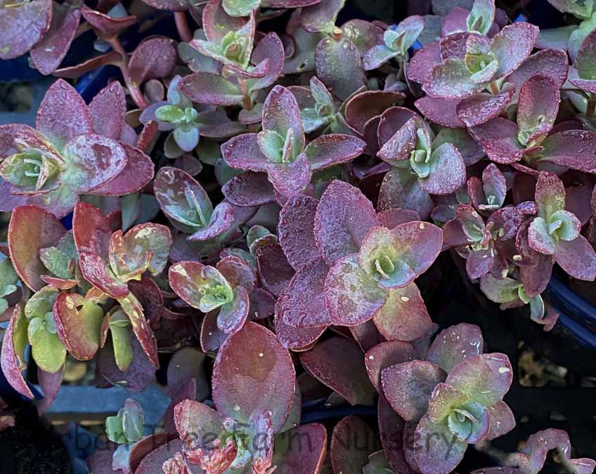 Sedum-SUNSPARKLER-Cherry-Tart-a Sedum 'SUNSPARKLER Cherry Tart' - Image 1
