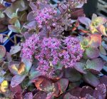 Sedum 'SUNSPARKLER Cherry Tart' - Image 2