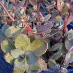 Sedum 'SUNSPARKLER Dazzleberry'