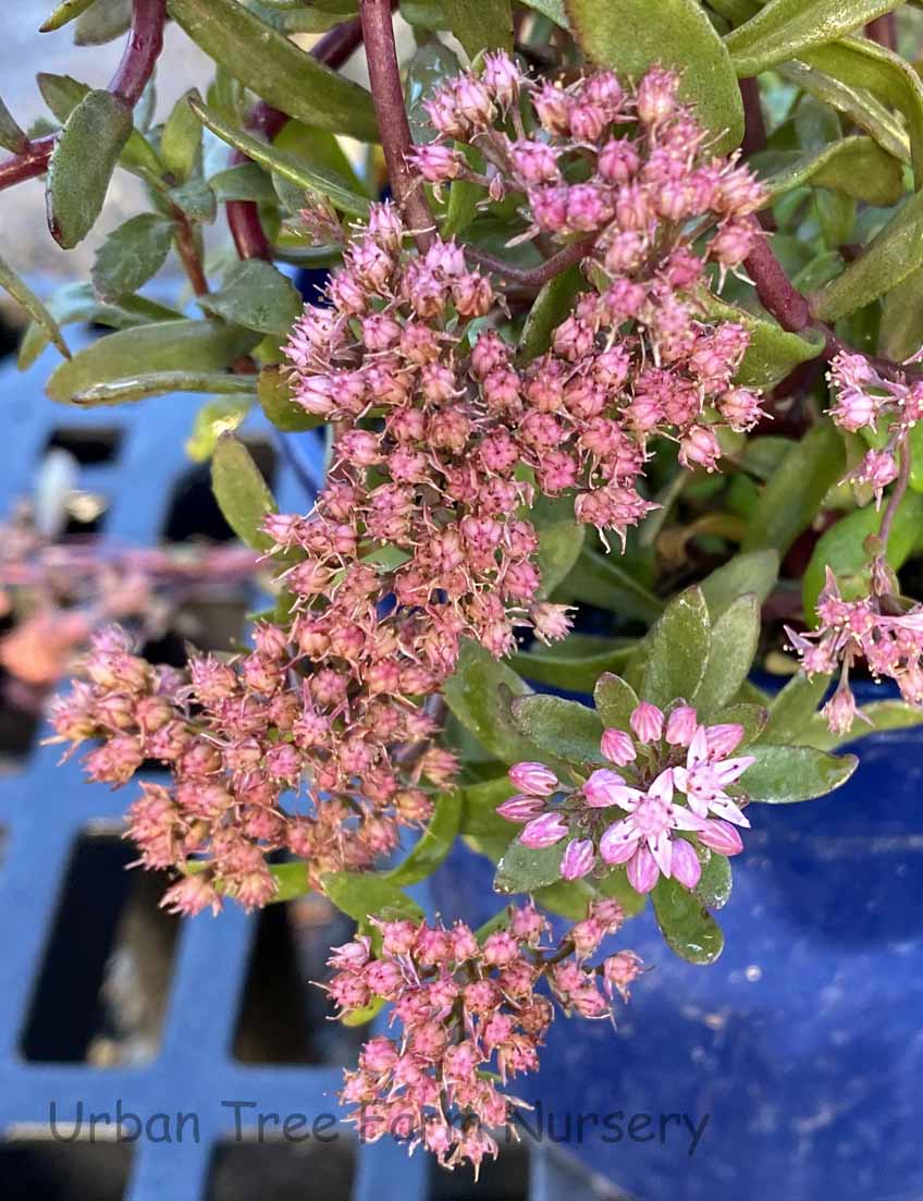 Sedum-SUNSPARKLER-Jade-Tuffet-a Sedum 'SUNSPARKLER Jade Tuffet' - Image 1