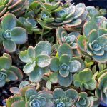 Sedum 'SUNSPARKLER Lime Zinger'