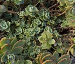 Sedum 'SUNSPARKLER Lime Zinger' - Image 2