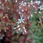 Sedum album 'Bronze/Coral Carpet'