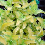 Sedum album 'Mediovariegatum'